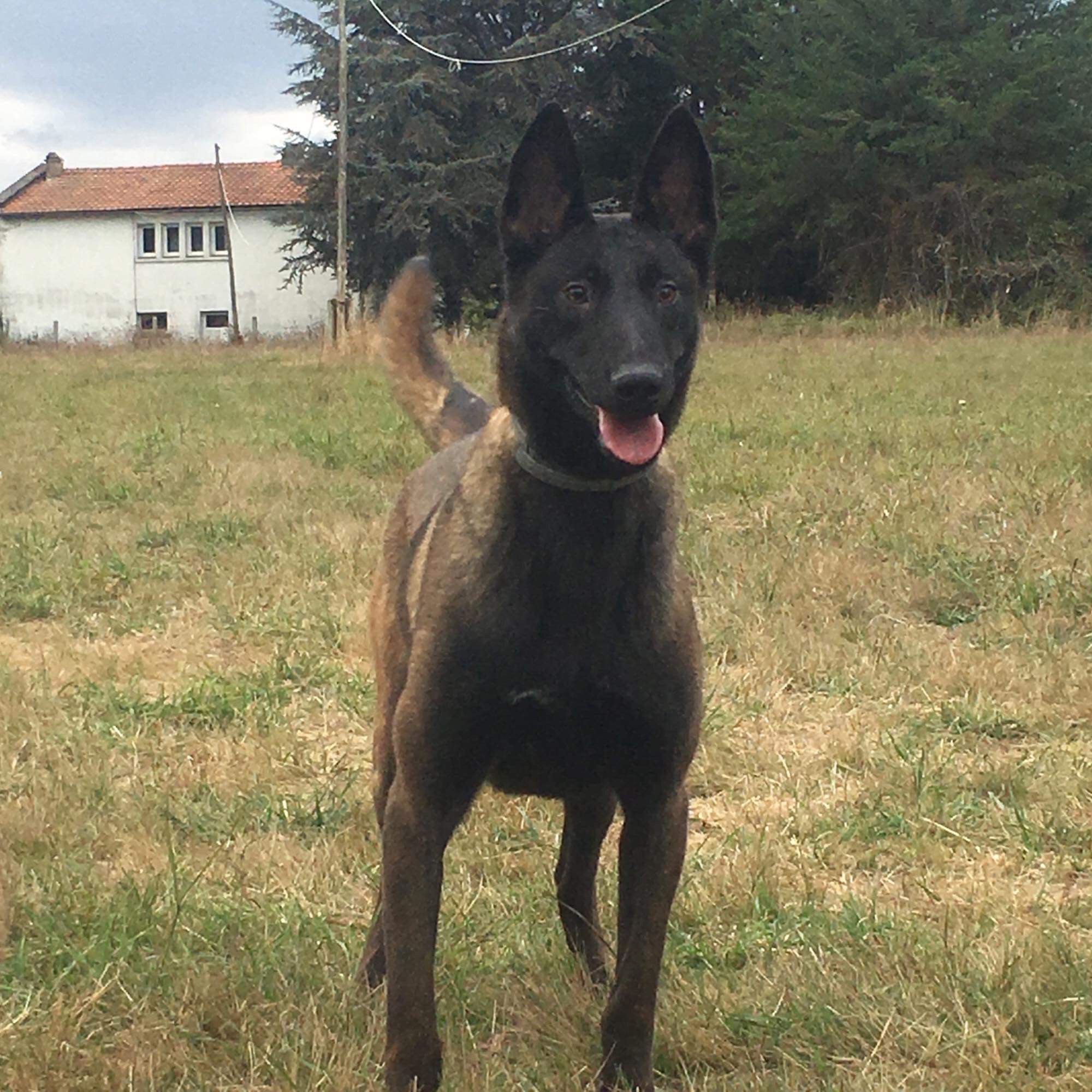 Nikita des loups de tillières