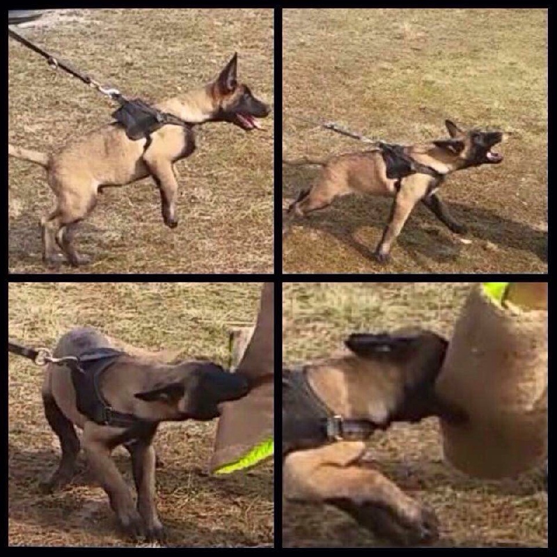 Nos chiots au travail