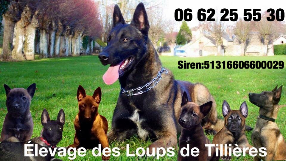 des loups de tillières